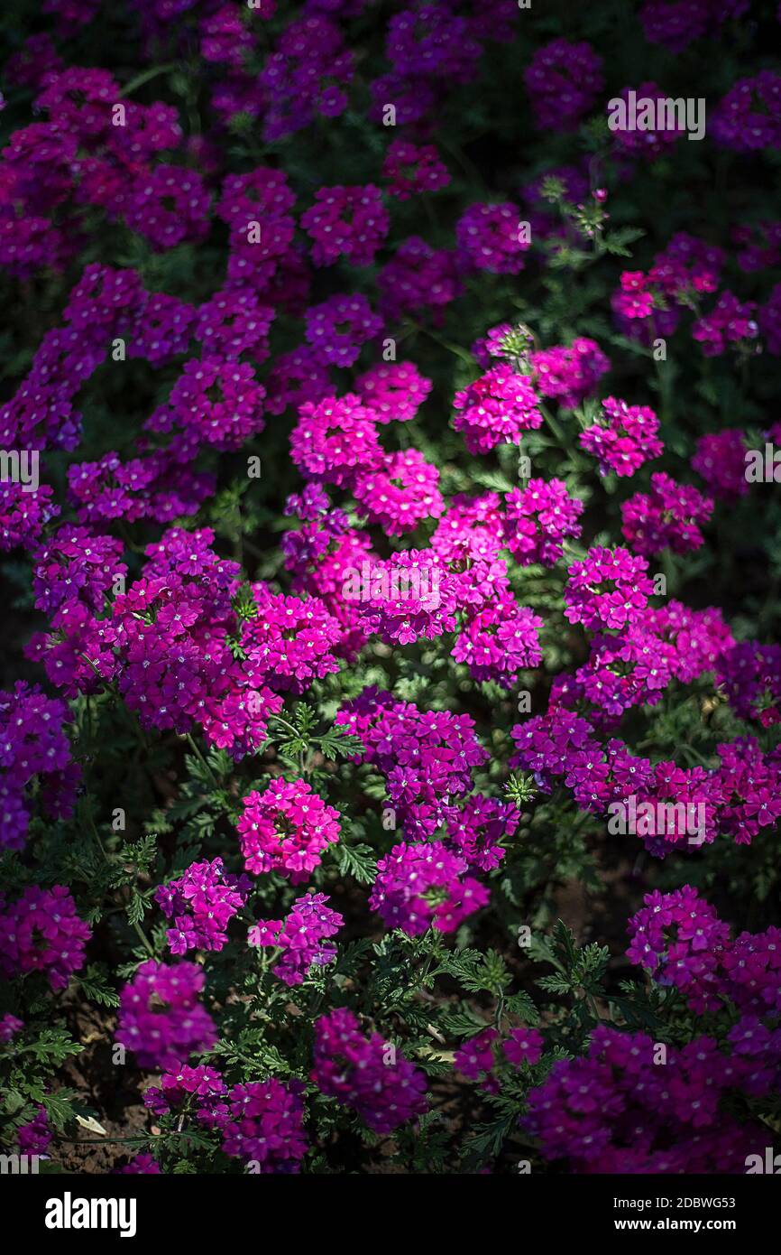 Purple sweet alyssum hi-res stock photography and images - Alamy