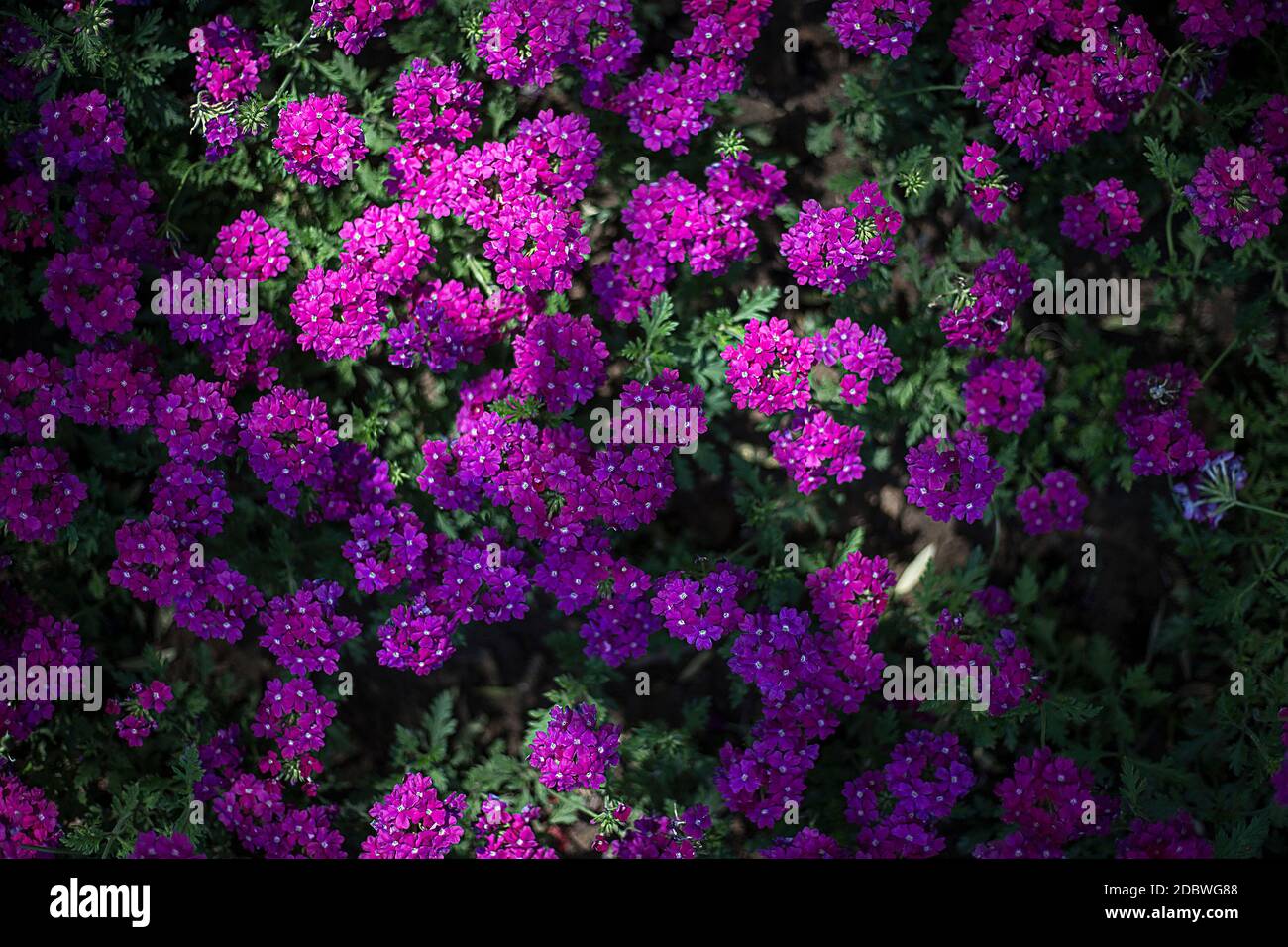 Sweet alyssum flowers Stock Photo - Alamy