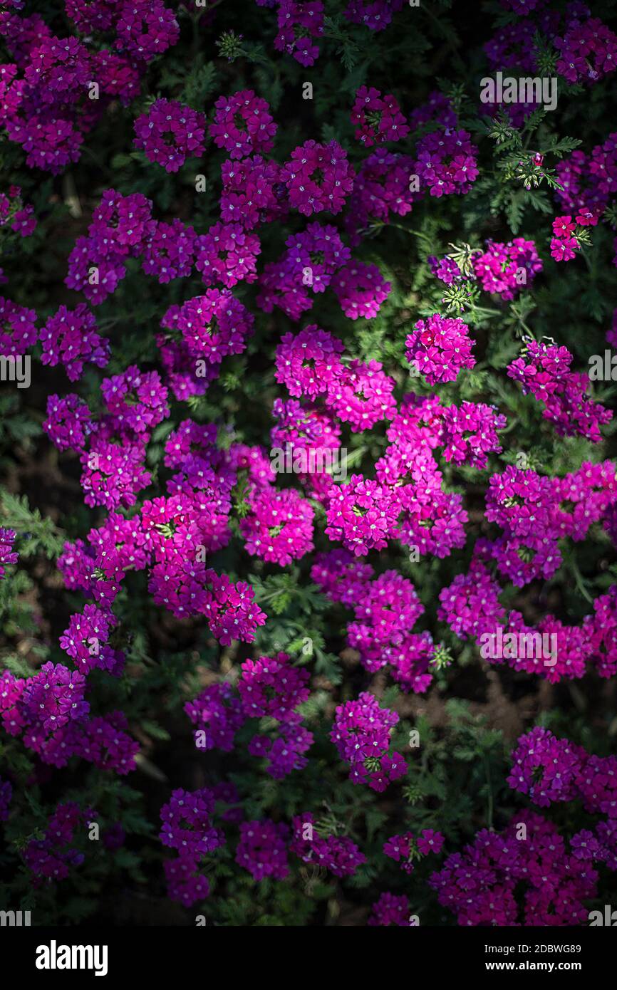 Sweet alyssum flowers Stock Photo - Alamy