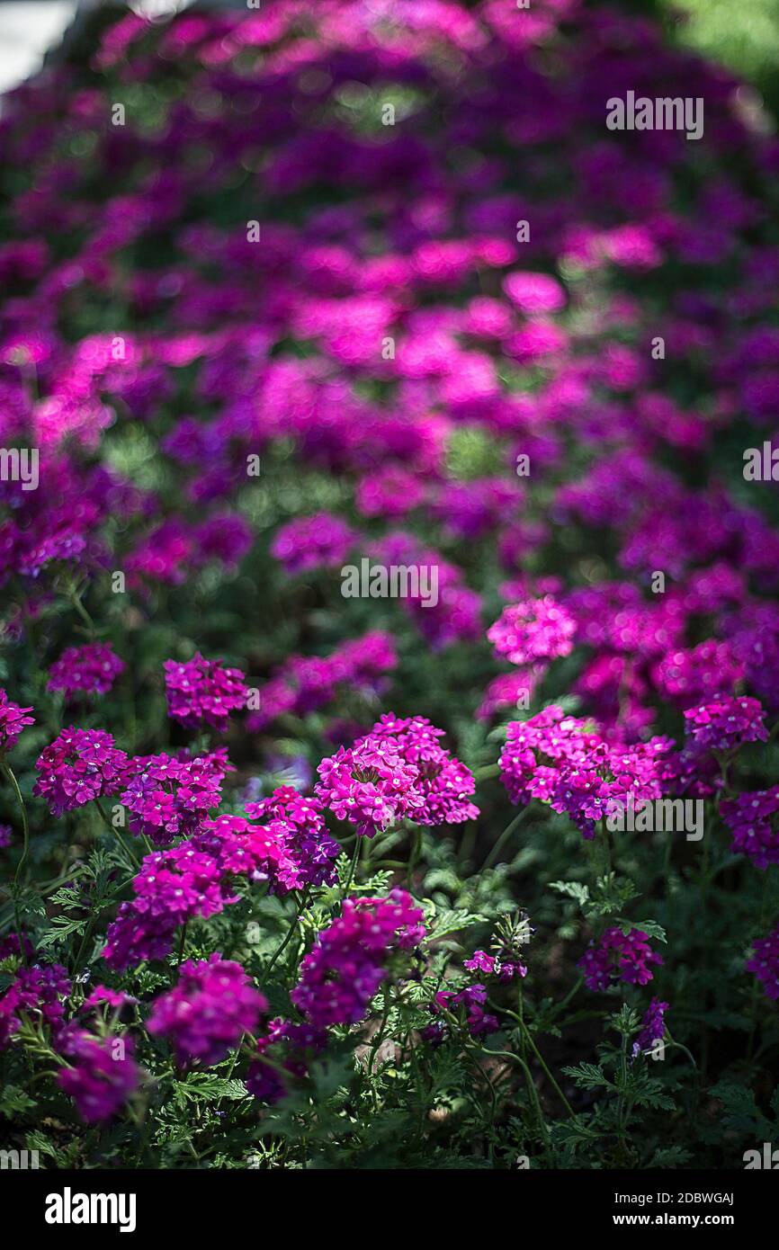 Sweet alyssum flowers Stock Photo - Alamy