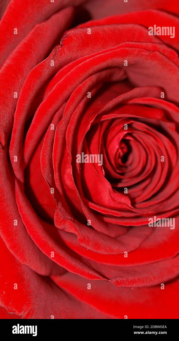 Nature themed 4K (16:9) mobile wallpaper: red rose flower Stock Photo -  Alamy