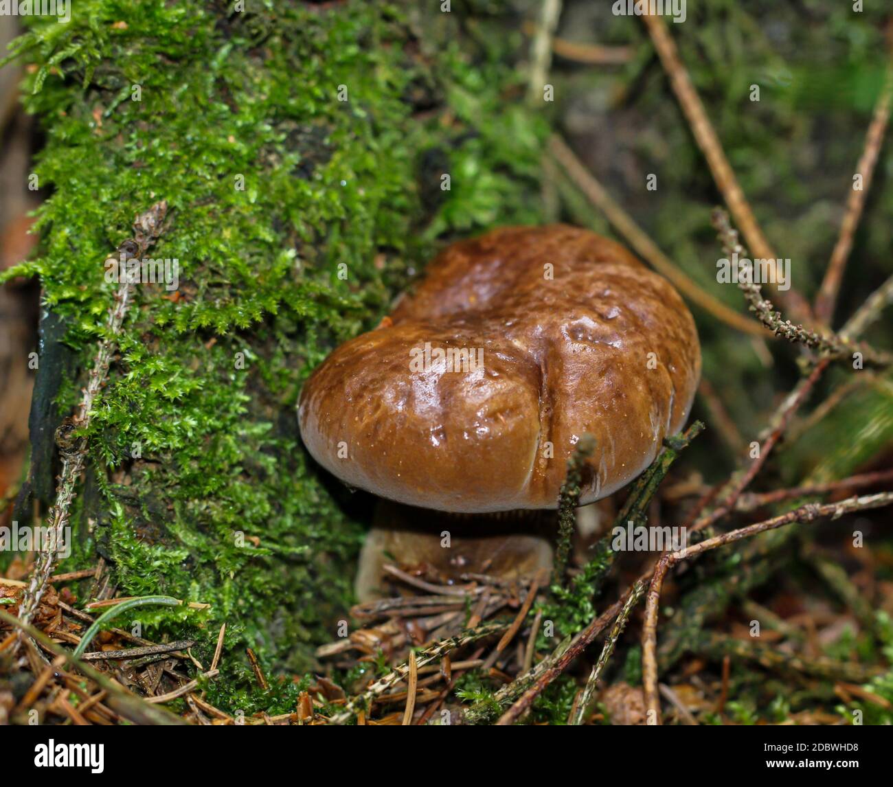 Close-up of a mushroom poking through the ground in the forest