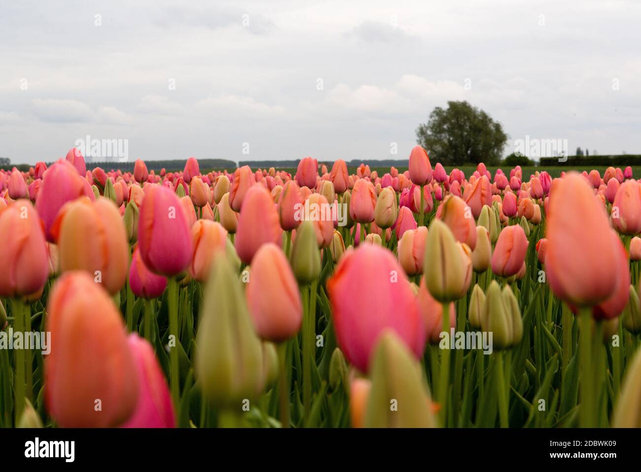 Colorful field of tulips in the Netherlands Stock Photo - Alamy