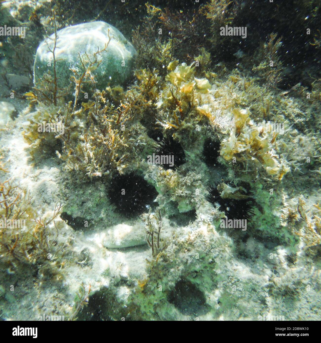 Shots of the beautiful underwater world of Greece Stock Photo Alamy