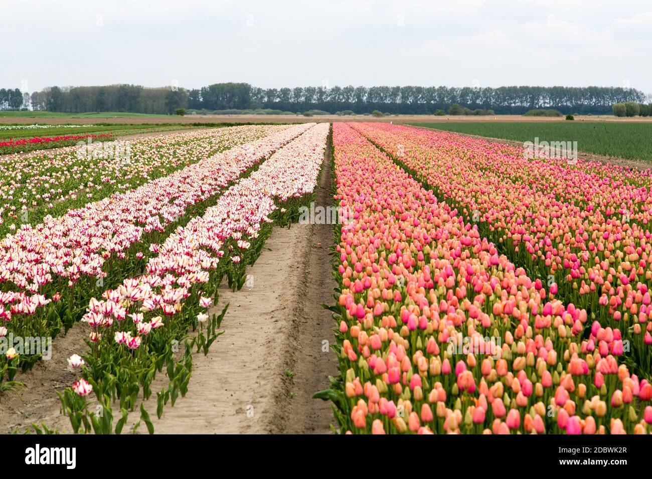 Colorful field of tulips in the Netherlands Stock Photo - Alamy