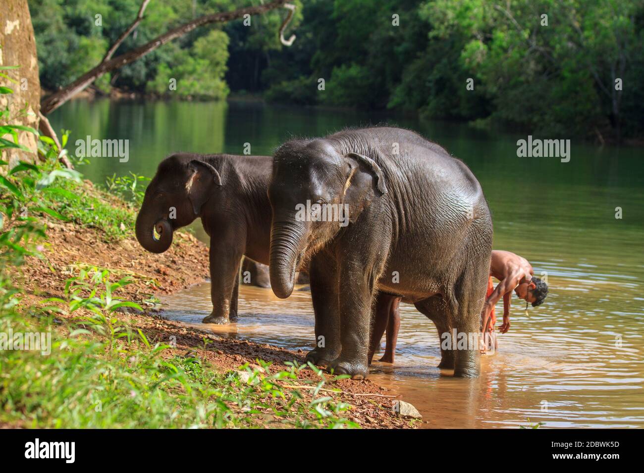 Elephant Rehabilitation Centre, Kottoor, Kappukad, Trivandrum, Elephant Feeding, Bathing, Safari