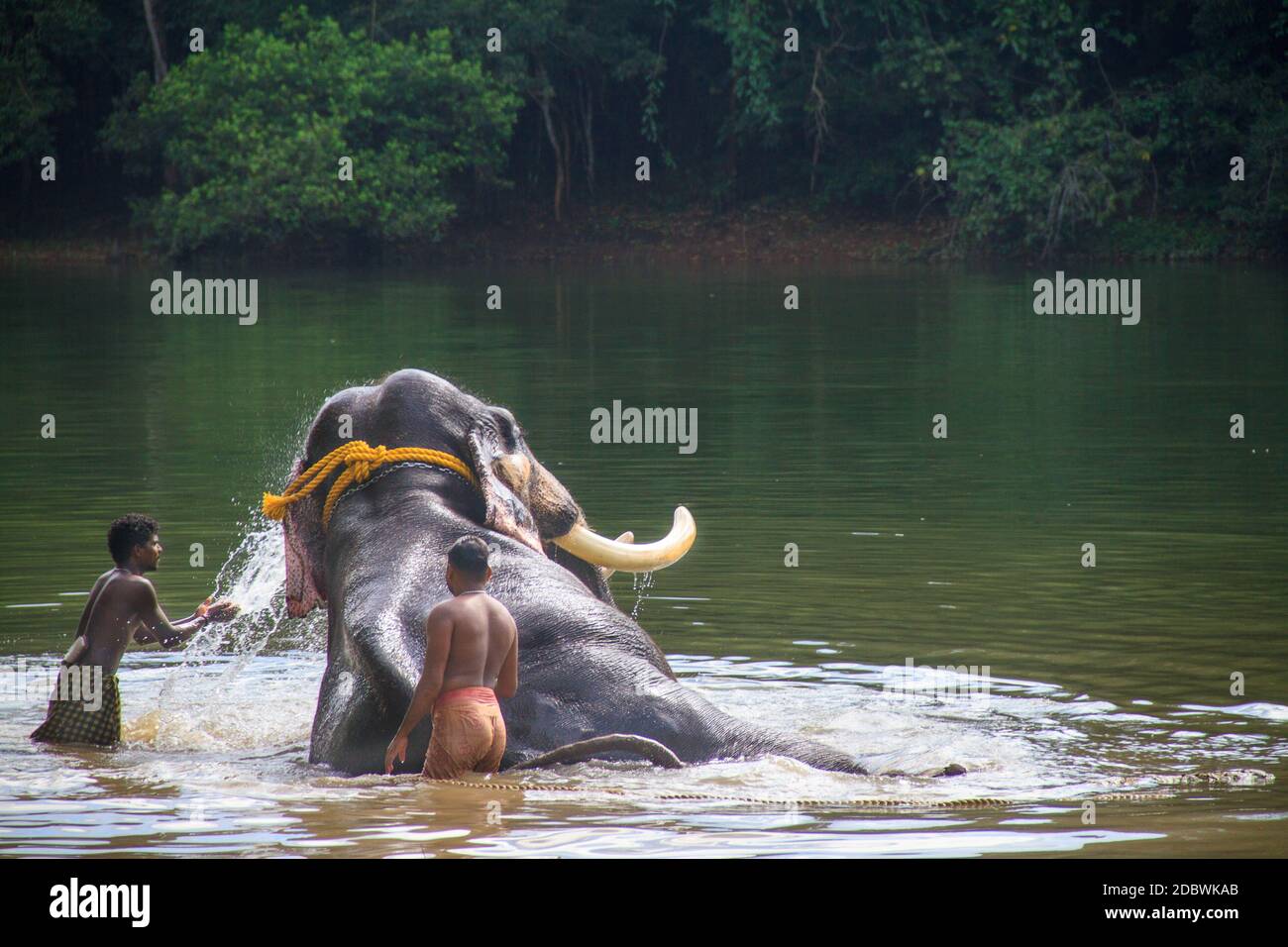 Elephant Rehabilitation Centre, Kottoor, Kappukad, Trivandrum, Elephant Feeding, Bathing, Safari