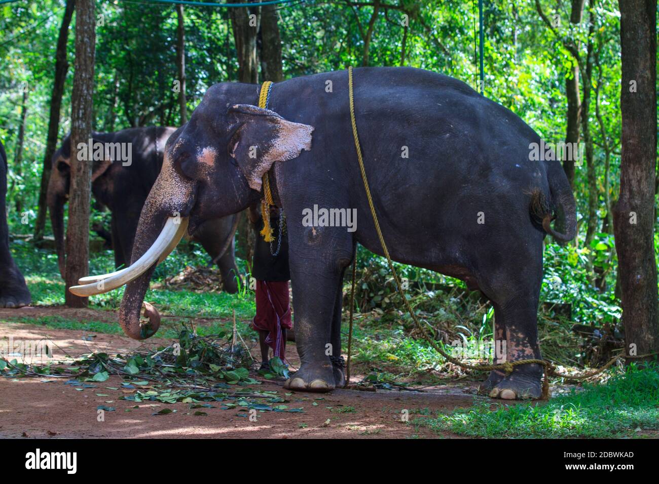 Elephant Rehabilitation Centre, Kottoor, Kappukad, Trivandrum, Elephant Feeding, Bathing, Safari