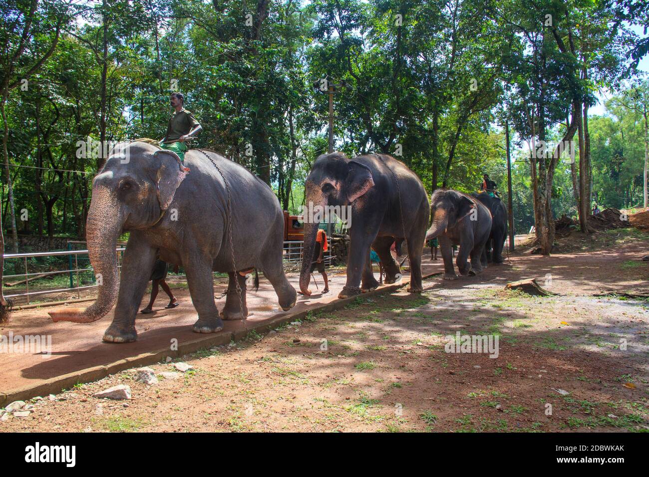 Elephant Rehabilitation Centre, Kottoor, Kappukad, Trivandrum, Elephant Feeding, Bathing, Safari