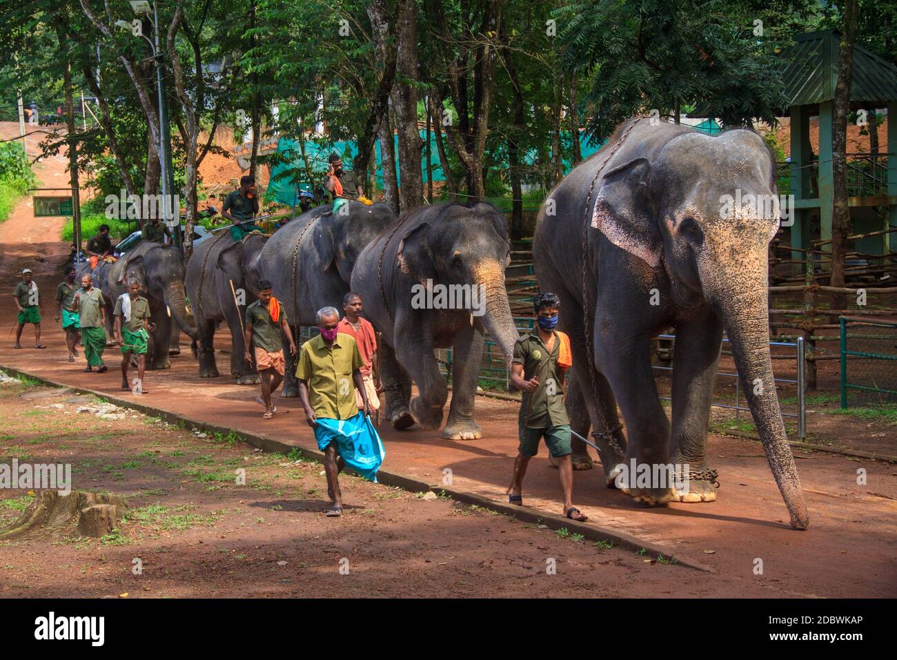Elephant Rehabilitation Centre, Kottoor, Kappukad, Trivandrum, Elephant Feeding, Bathing, Safari