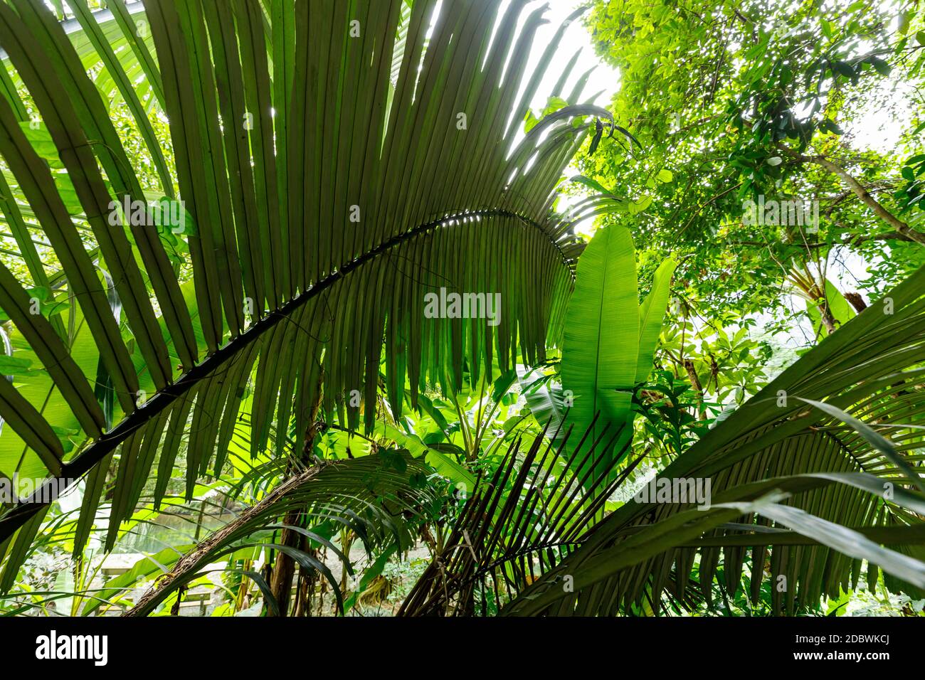 palm tree in the jungle Stock Photo - Alamy
