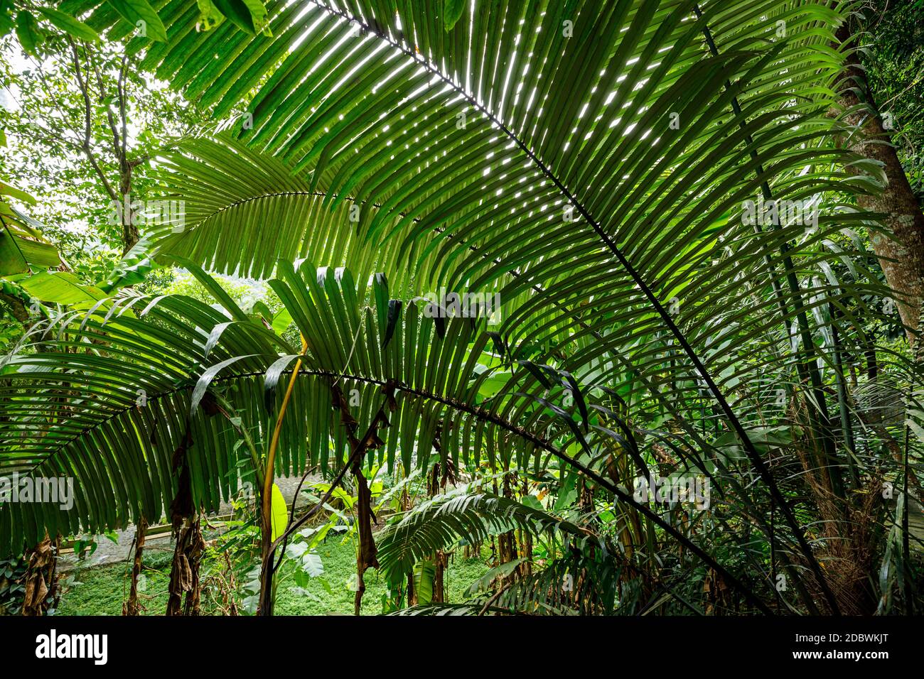 palm tree in the jungle Stock Photo Alamy