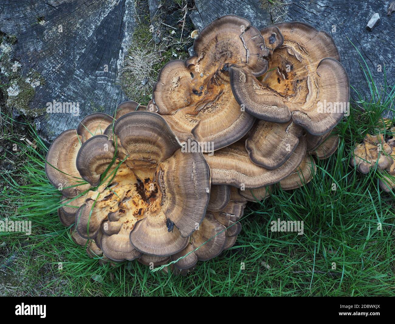 Fungus mushroom tree stump hires stock photography and images Alamy