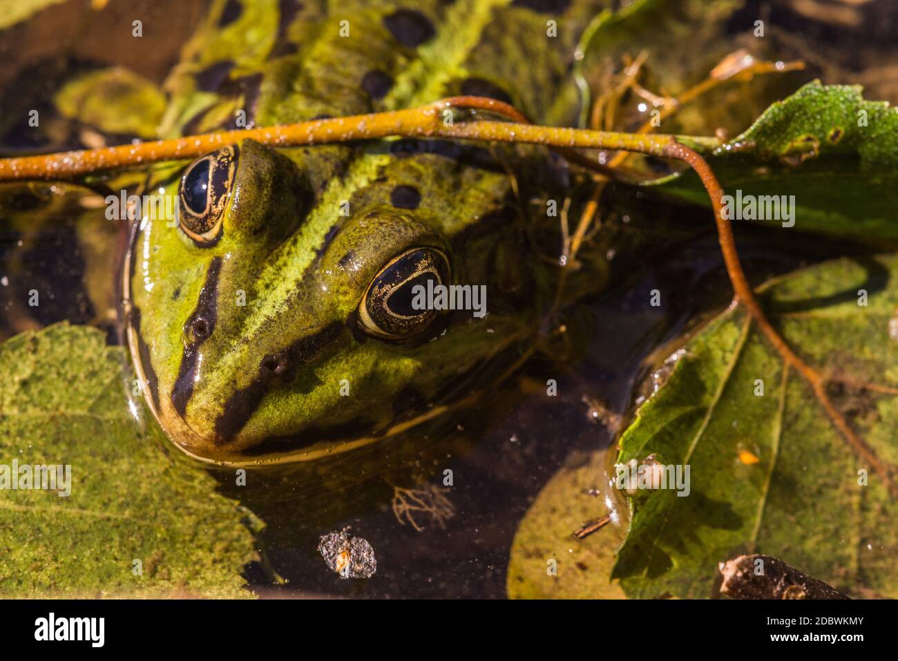 common frog as a fairy tale frog Stock Photo