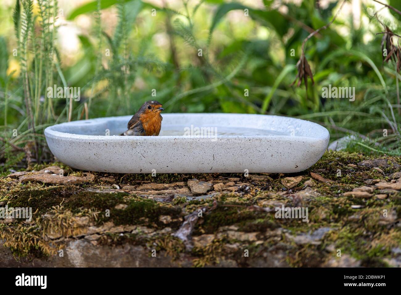 Robin with water splashes on the head Stock Photo - Alamy