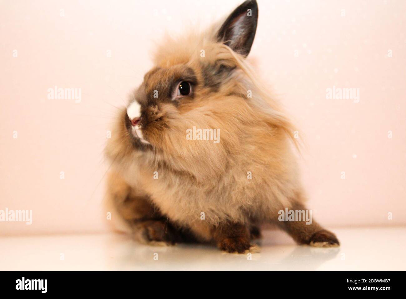 Photo shoot with a young dwarf rabbit Stock Photo