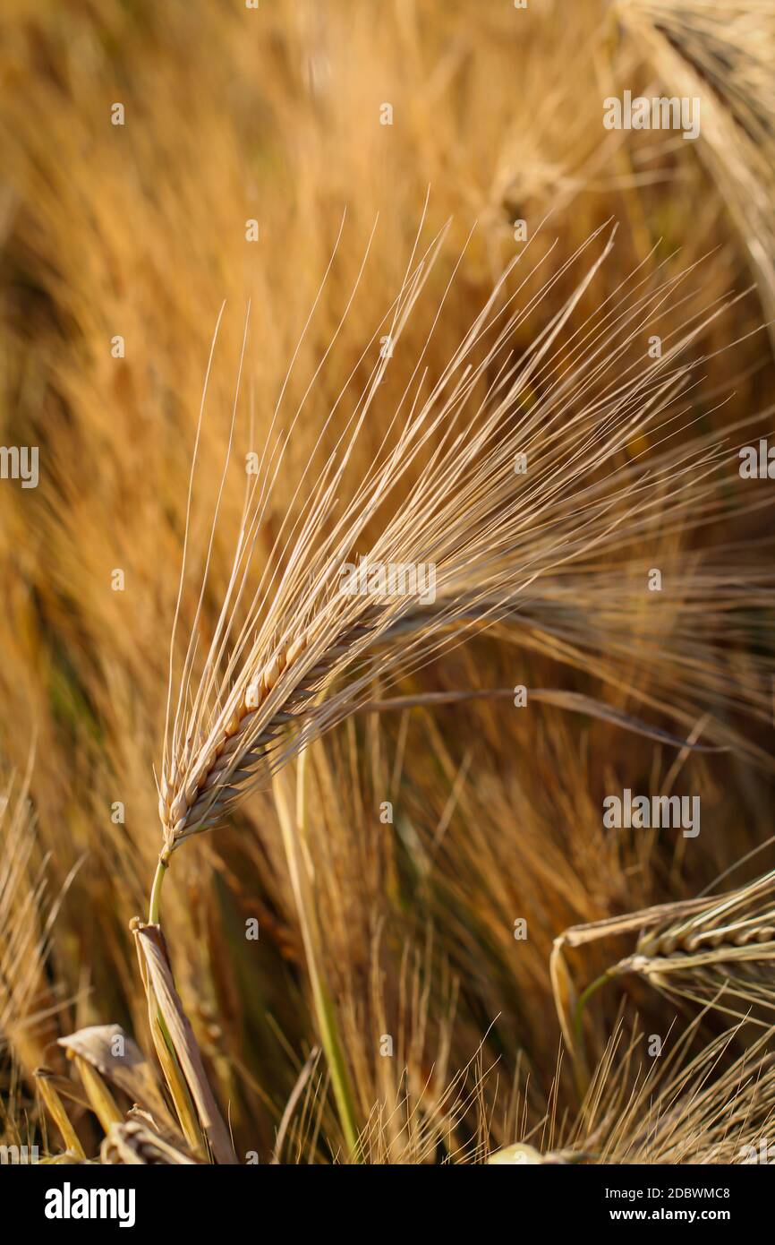 View of a grain field with ears of corn soon ripening. Stock Photo