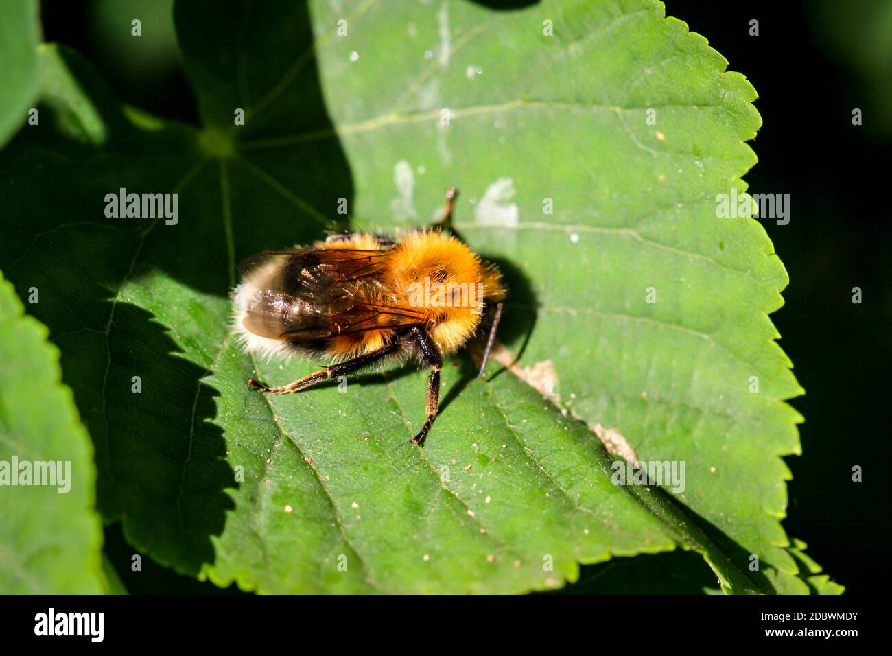 Close up of a bee-like insect on a leaf. Stock Photo