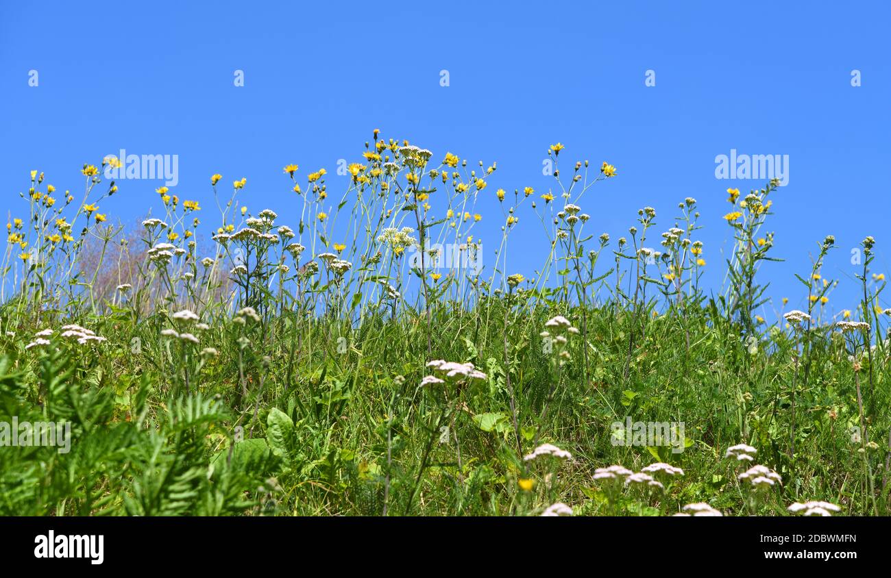 Summer flowers on the slope Stock Photo