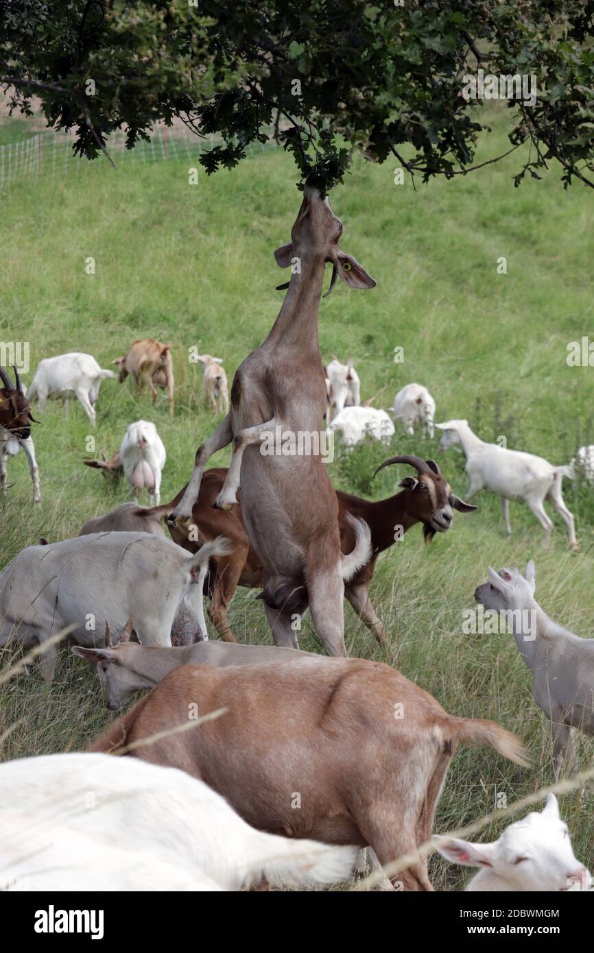 Herde von Hausziegen (Capra aegagrus hircus) auf der Weide, Bad Münstereifel, Nordrhein-Westfalen, Deutschland Stock Photo
