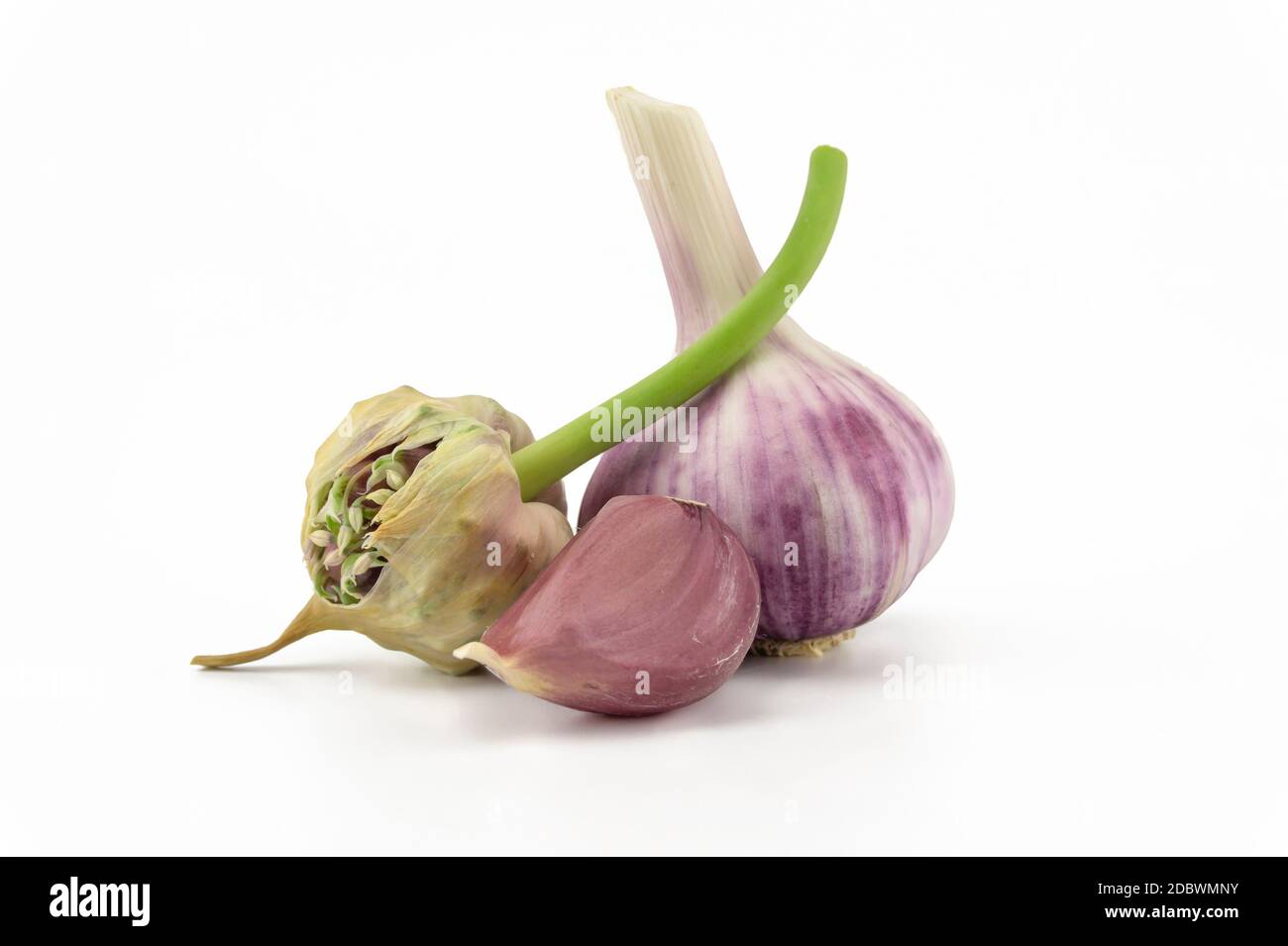 Garlic bulbs, cloves and seed head over white in a concept of planting