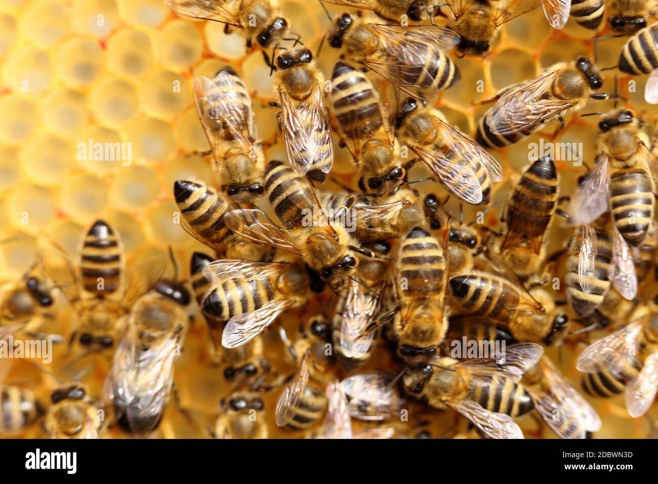 some honey bees are working on a beeswax Stock Photo