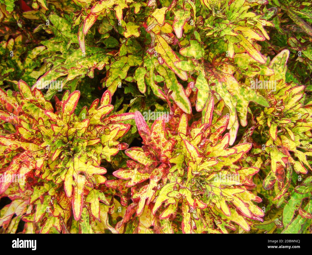 Red yellow leaves of the coleus plant, Plectranthus scutellarioides Stock Photo