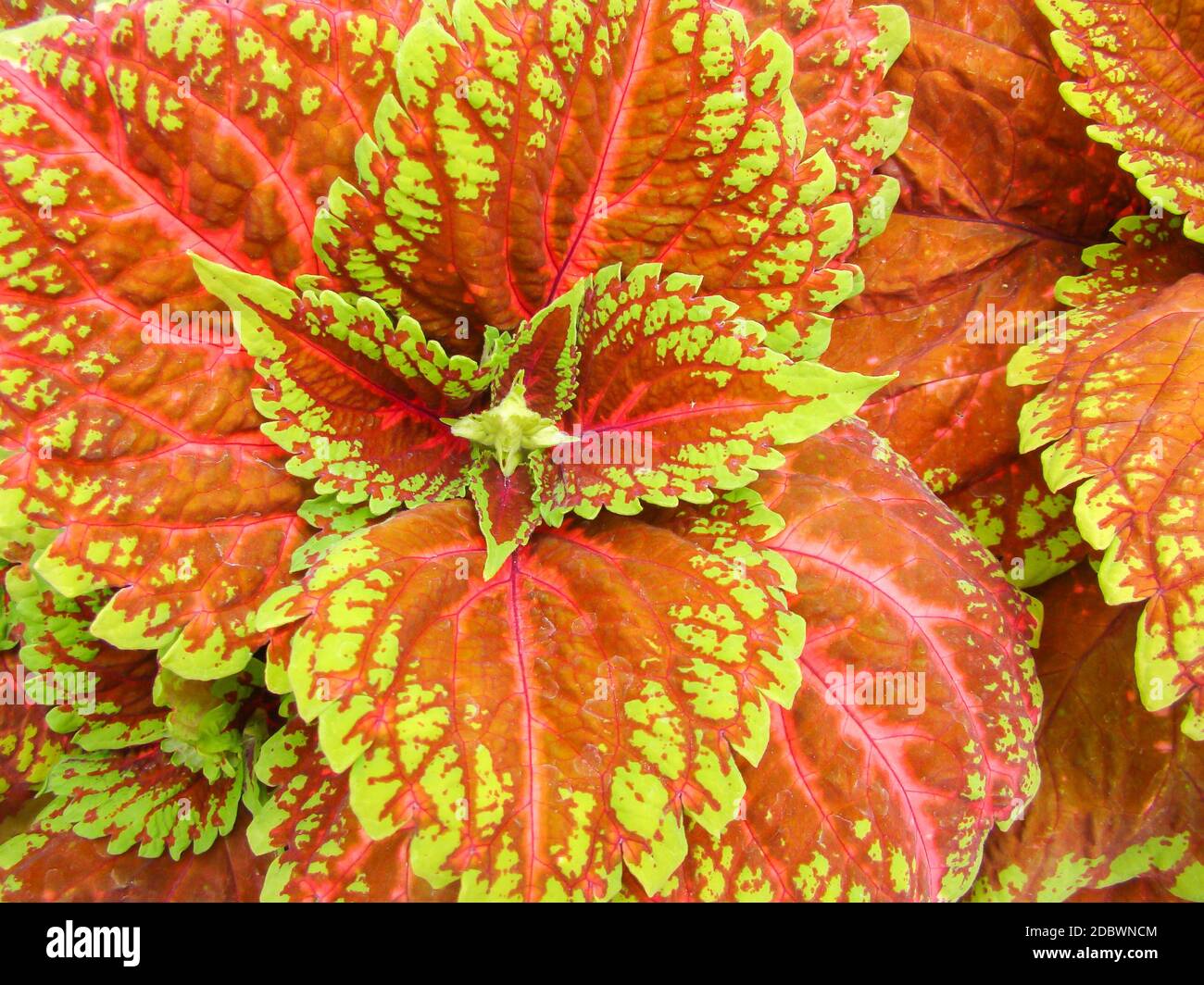 Red green leaves of the coleus plant, Plectranthus scutellarioides Stock Photo