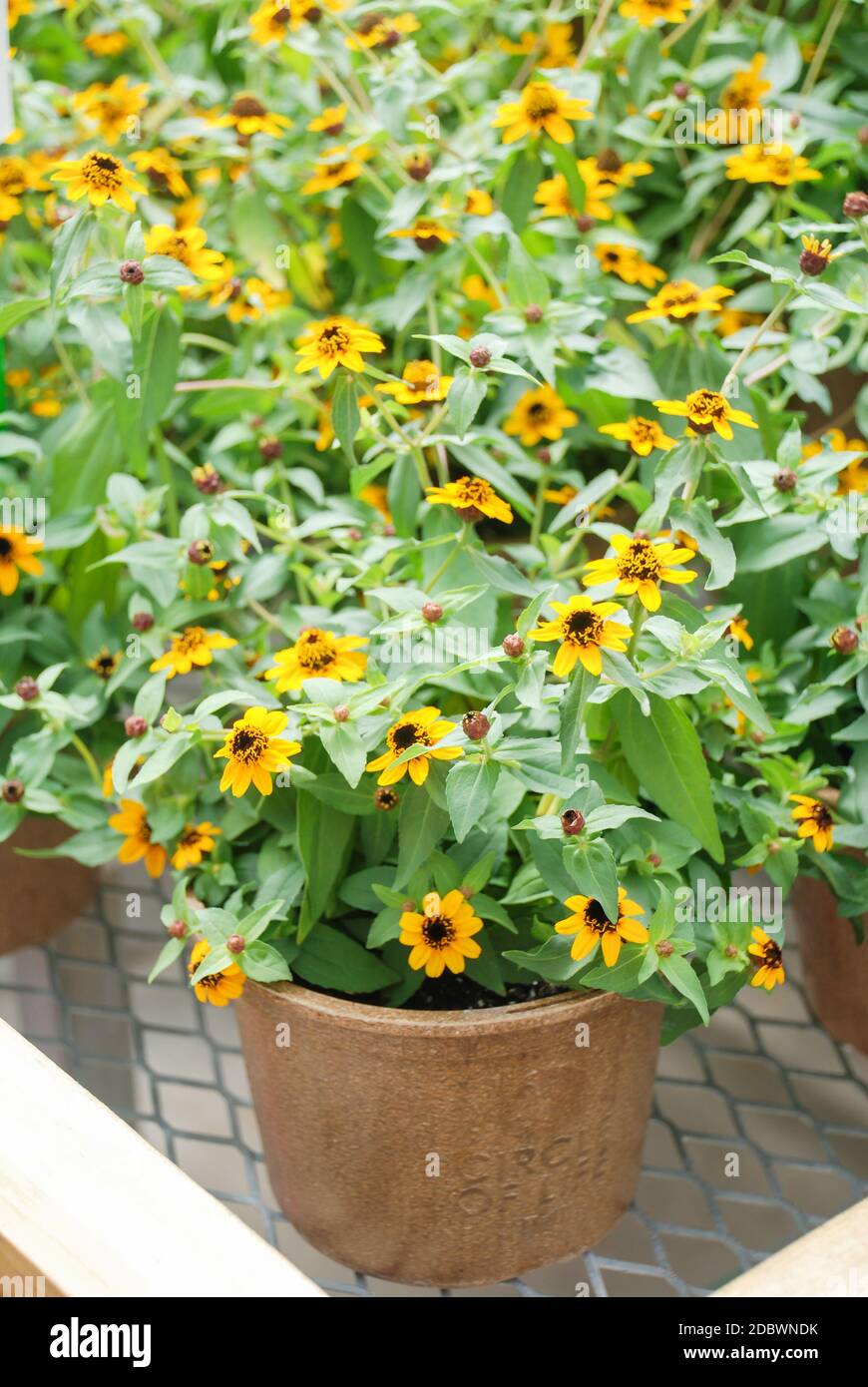 fabric pots for plants Back to the Roots Self-Watering Fabric Garden Pot