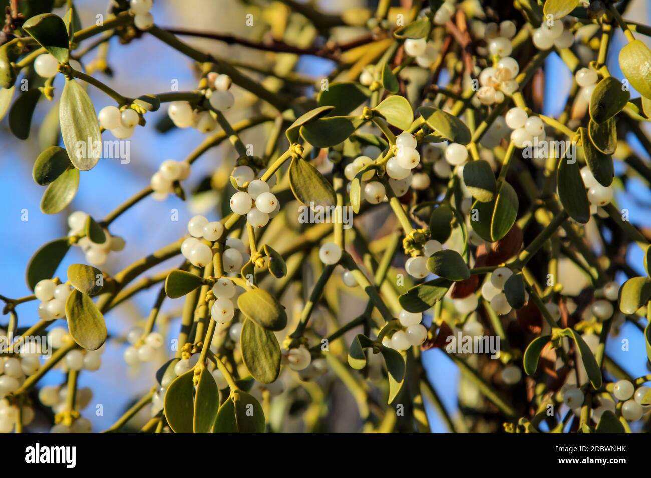 Close-up of a mistletoe in the tree. Mistletoes are parasite plants and live at the expense of the host. Stock Photo