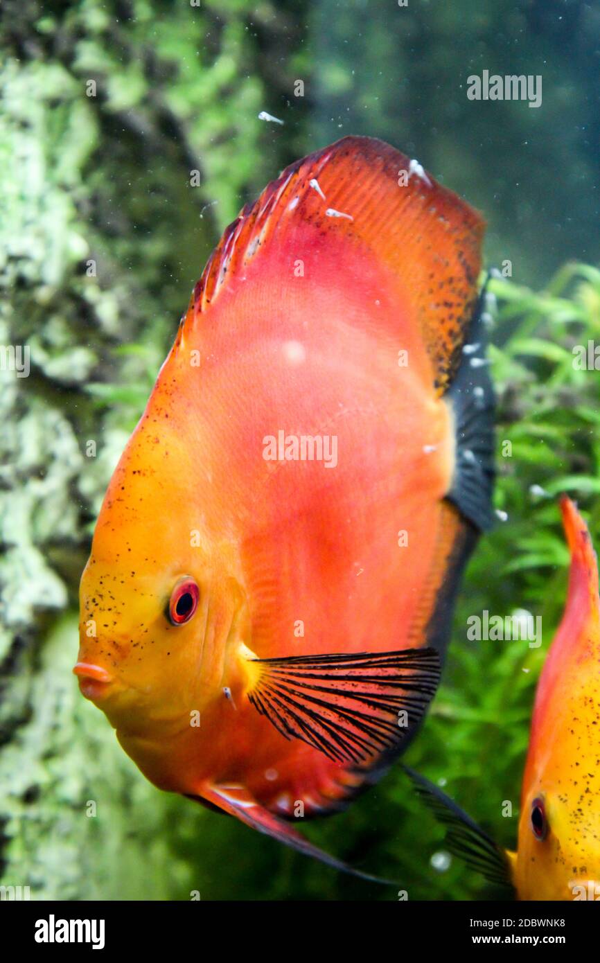 Discus fish with offspring that feed on the mucous membrane of the parent animals. Stock Photo
