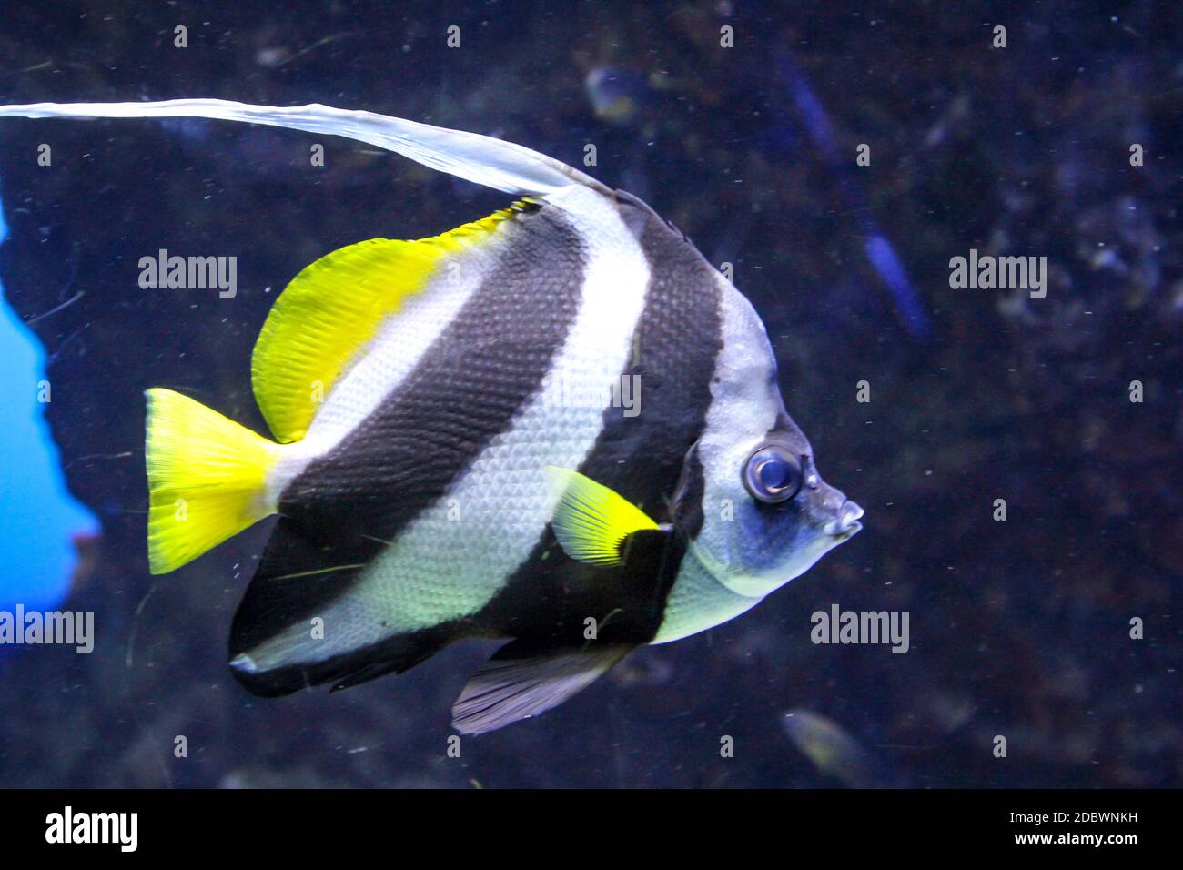 Fish in the reef and its natural environment Stock Photo