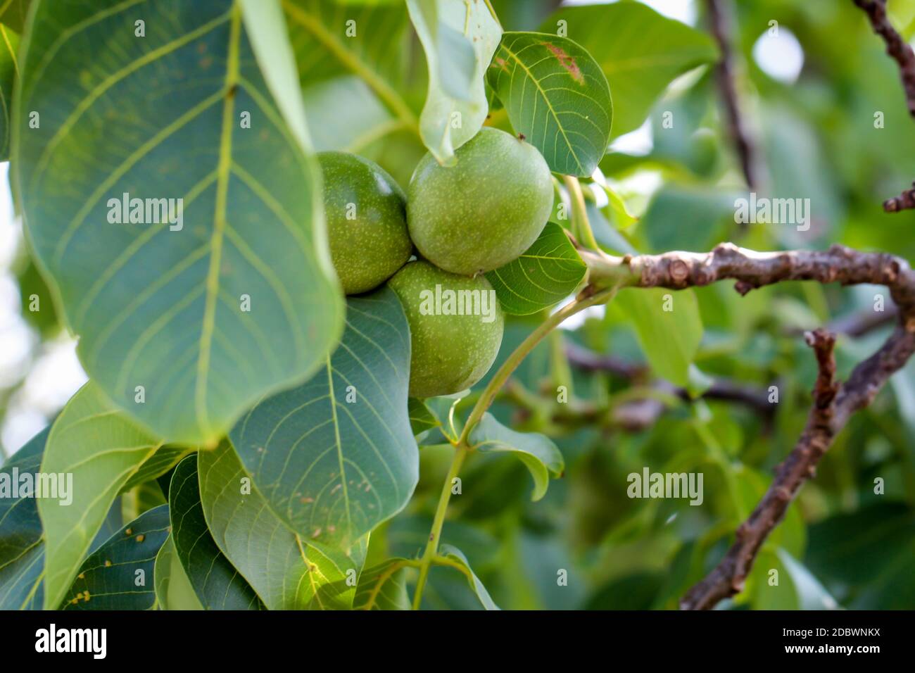 Three walnuts in their green coating hanging on the tree. Stock Photo