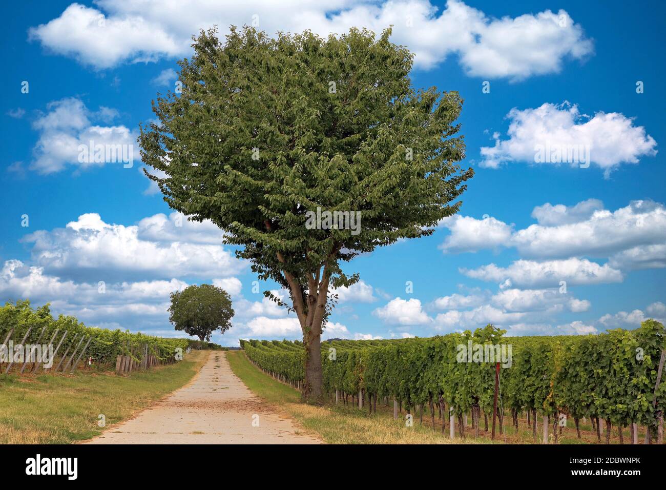 Vineyards in the Palatinate, germany Stock Photo