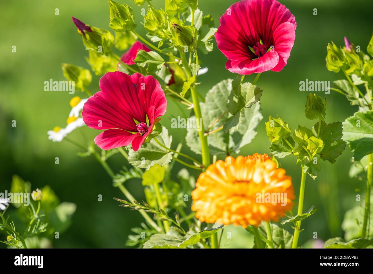 Mallow flowers Stock Photo