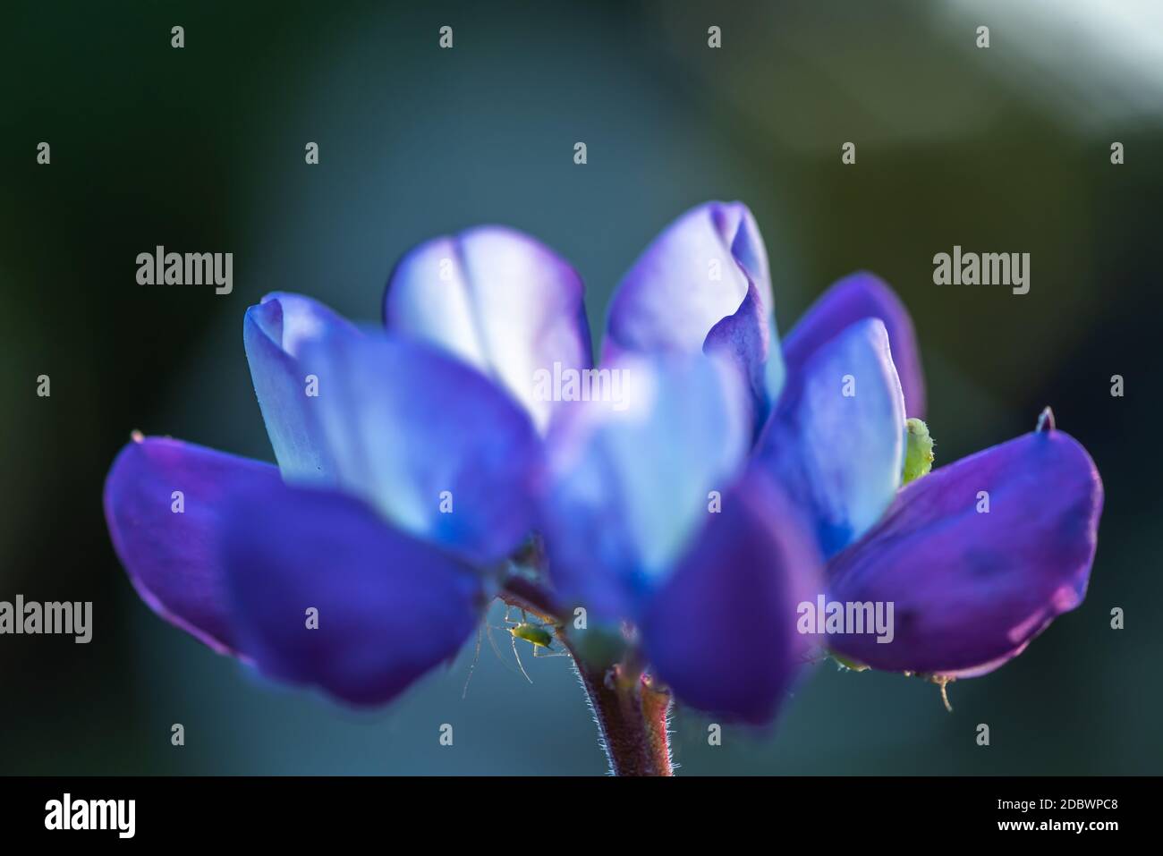 Lupine Flower Stock Photo