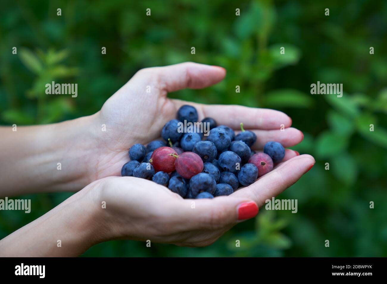 https://c8.alamy.com/comp/2DBWPYK/fresh-highbush-blueberries-and-gooseberries-on-female-hands-in-outdoors-settings-in-finland-2DBWPYK.jpg
