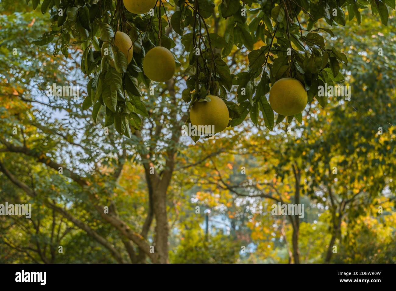 Grapefruit in orchard hi-res stock photography and images - Alamy