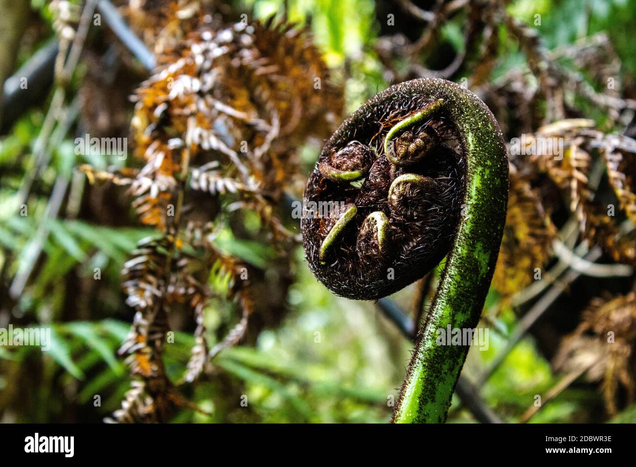 New Zealand's fern Stock Photo