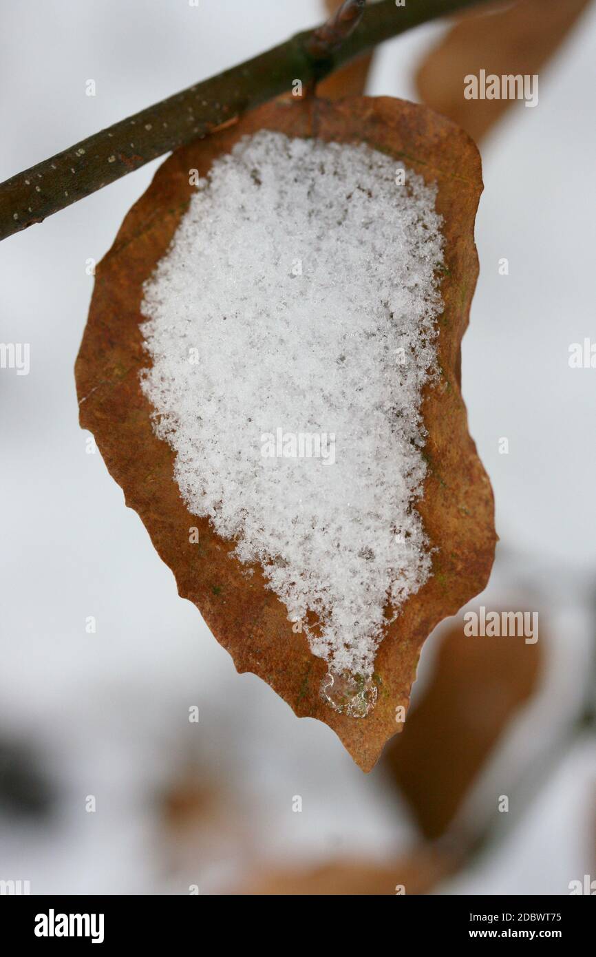 A wilted autumn leaf, covered with snow Stock Photo - Alamy
