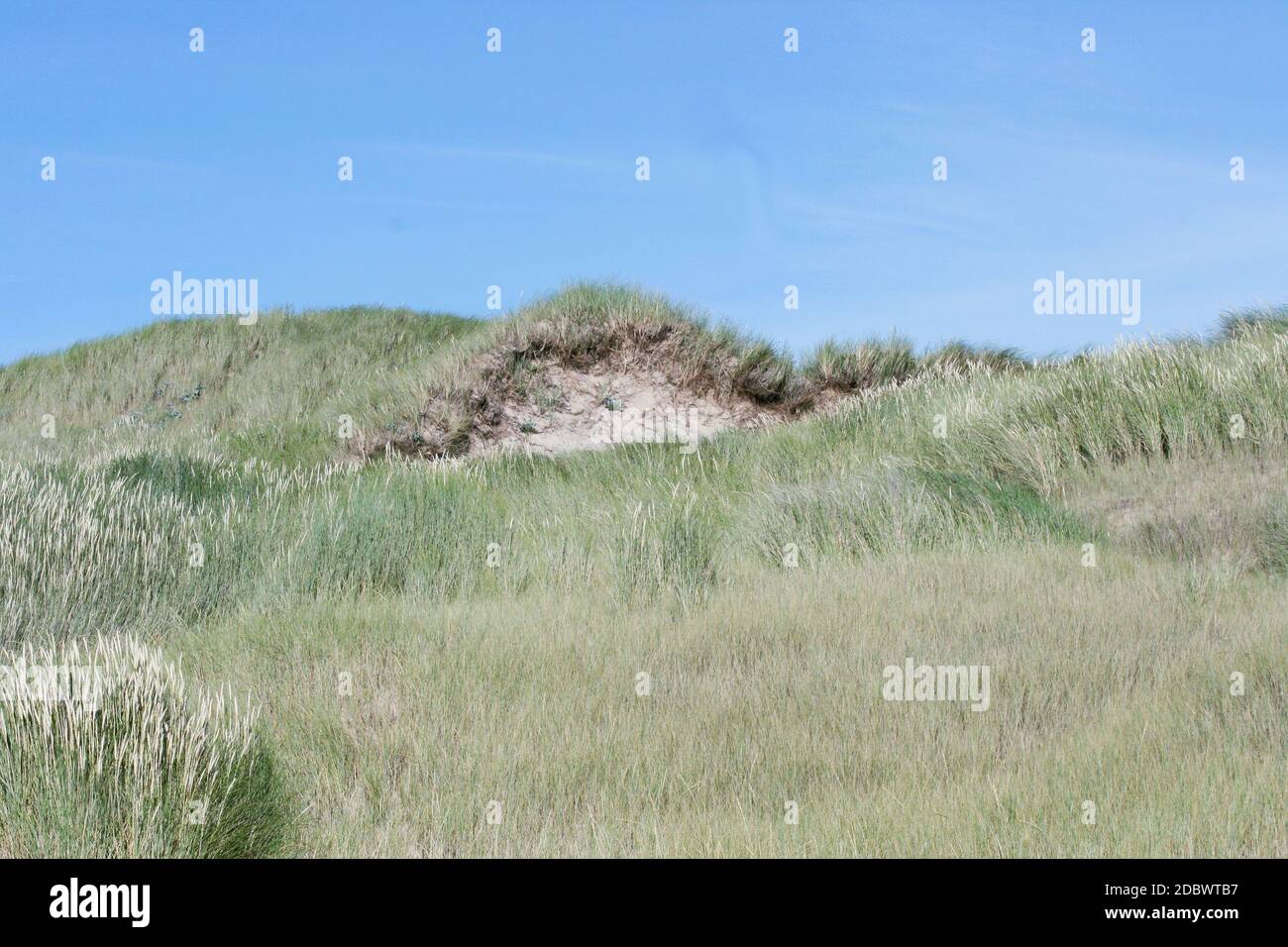 Dunes on the North Sea in the Netherlands Stock Photo - Alamy