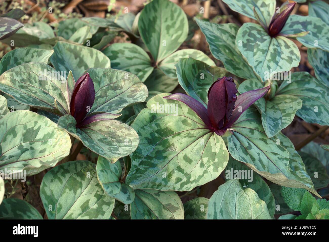 Little Sweet Betsy (Trillium cuneatum). Called Large toadshade, Purple toadshade, Bloody butcher and Whip-poor-will flower also Stock Photo