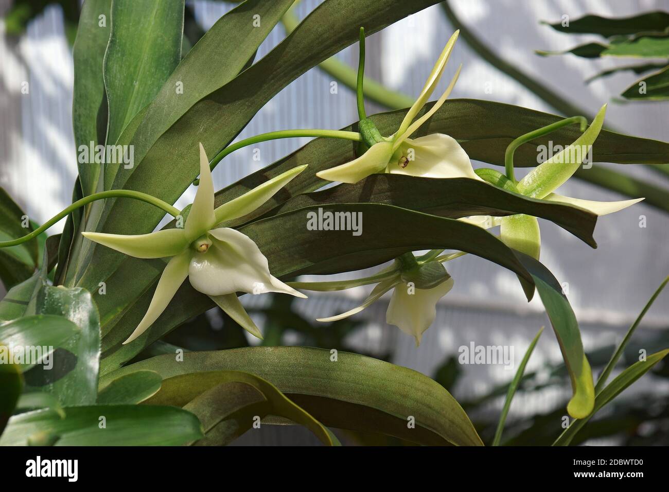 Comet orchid (Angraecum Alabaster). Called Angrek also. Hybrid between Angraecum eburneum and Angraecum Veitchii Stock Photo