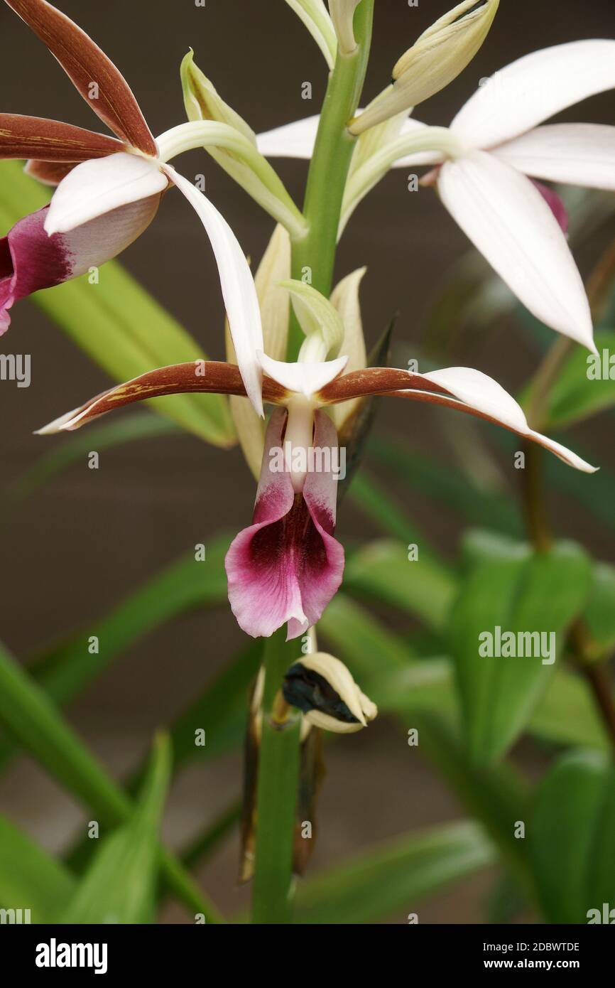 Greater Swamp-orchid (Phaius tankervilleae). Called Swamp Lily, Swamp orchid, Nun's-hood orchid, Veiled orchid, Lady Tankerville's swamp orchid also Stock Photo