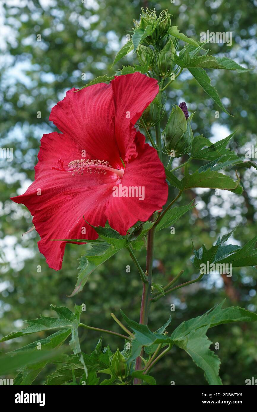 Lord Baltimore hardy hibiscus (Hibiscus ‘Lord Baltimore’ Stock Photo