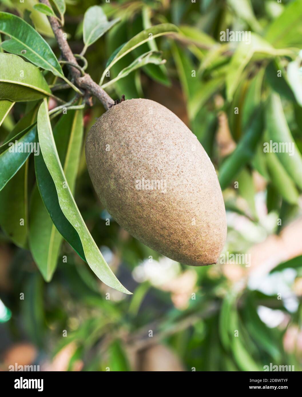 Sapodilla fruit or  Achras sapota on the tree Stock Photo