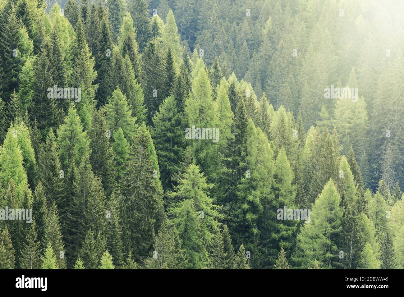 Magic forest lit by the sunlight. Coniferous forest region. Stock Photo