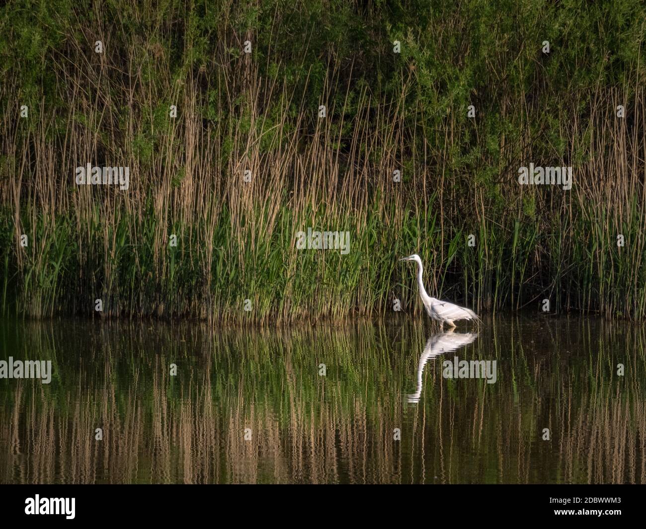 Great egret heron in a lake Stock Photo