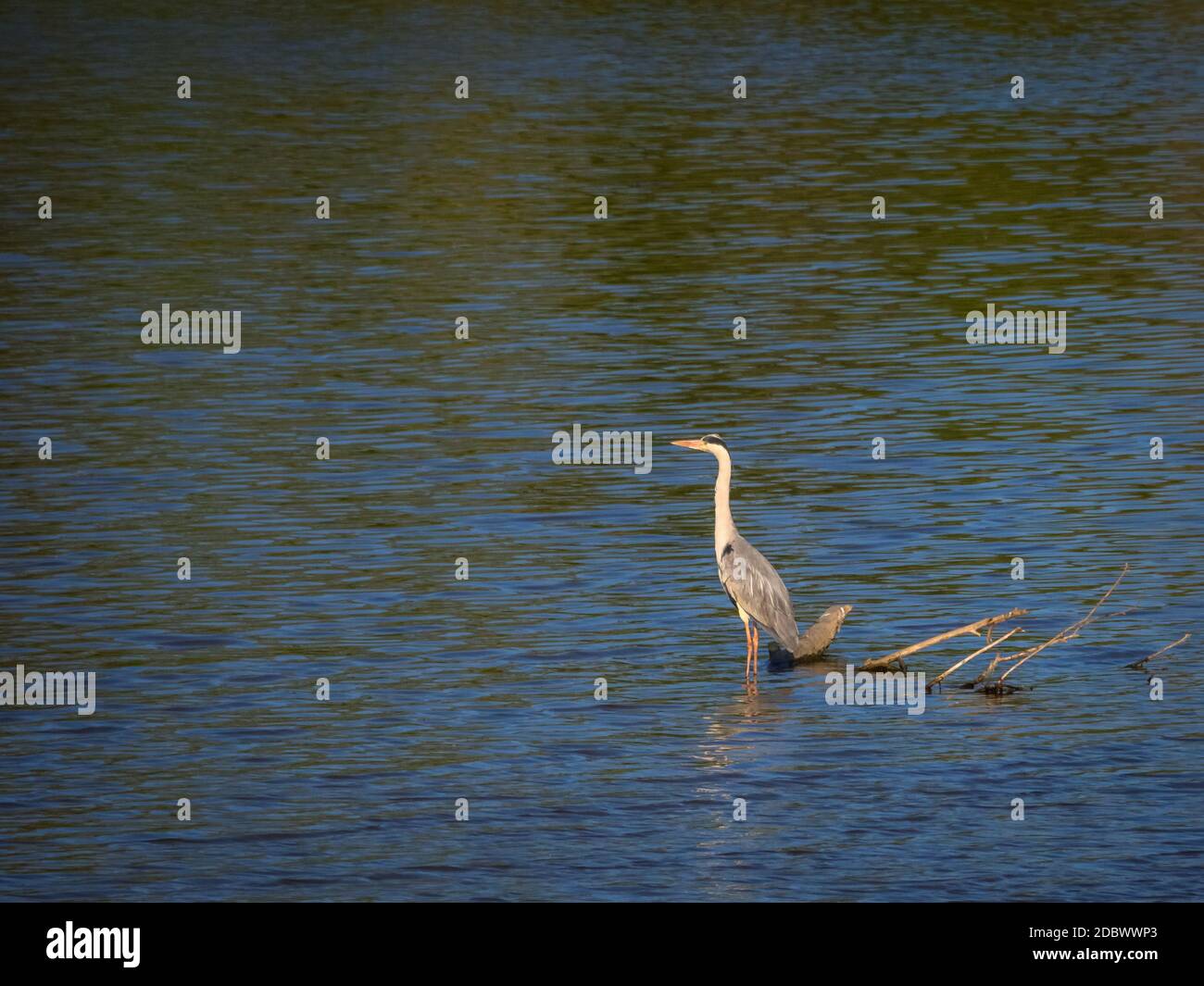 Great egret heron in a lake Stock Photo