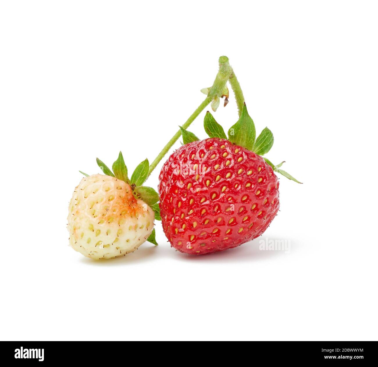 ripe red strawberries and green unripe isolated on a white background ...